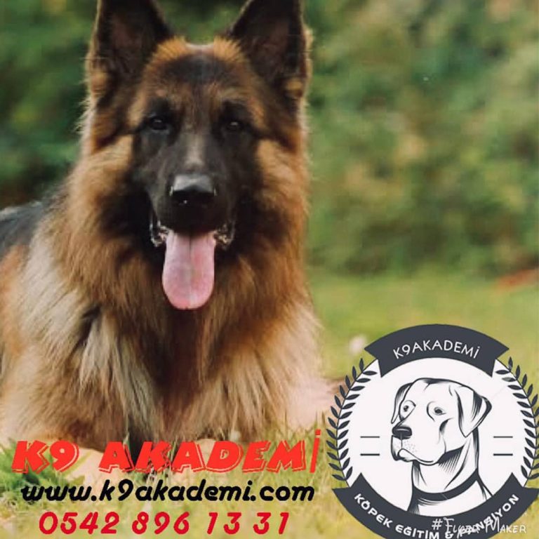 K9 AKADEMİ Köpek Eğitimi Hayvanlar Dünyası expogi